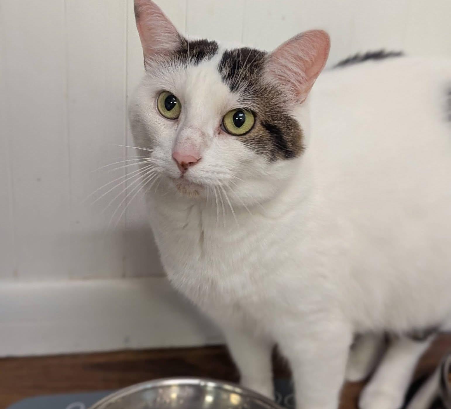 Enlarge Jack & JIll, a Adoptable Domestic Short Hair in McDonald, PA image 4/6