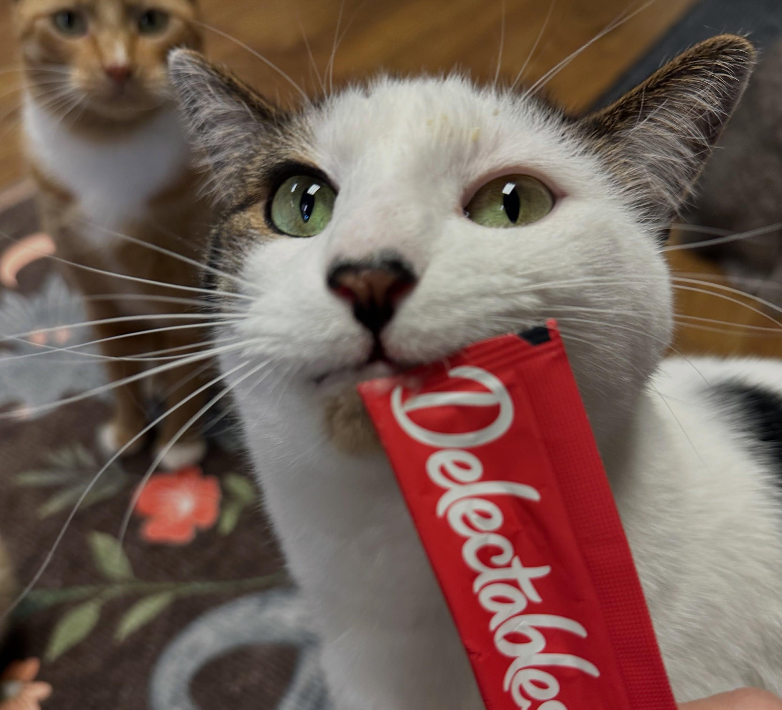 Enlarge Jack & JIll, a Adoptable Domestic Short Hair in McDonald, PA image 6/6