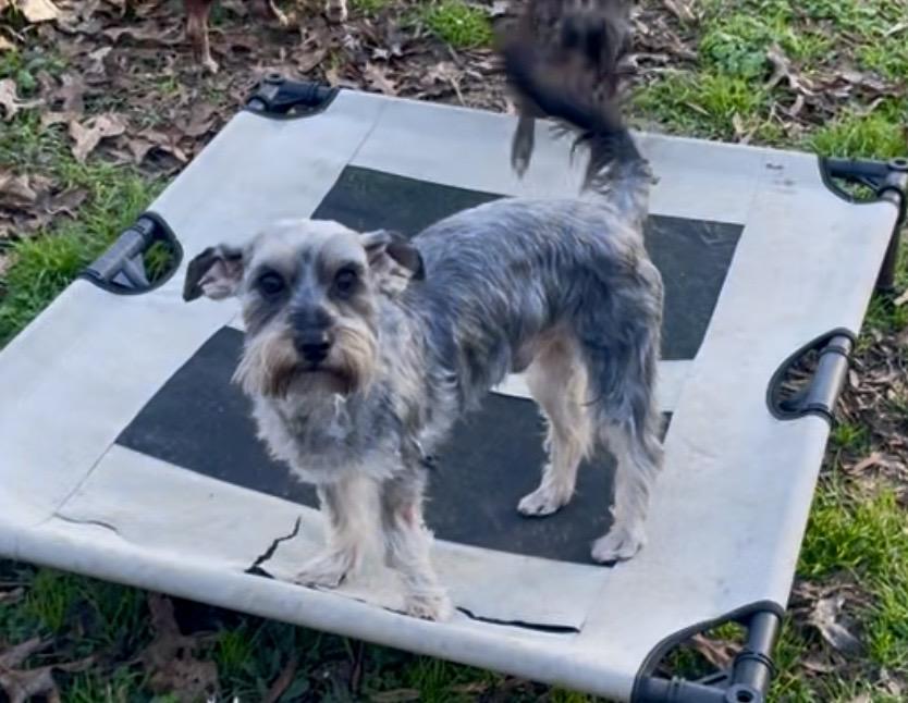 Enlarge Clark in Texarkana TX, a ADOPTABLE mixed breed in Texarkana, TX image 4/6