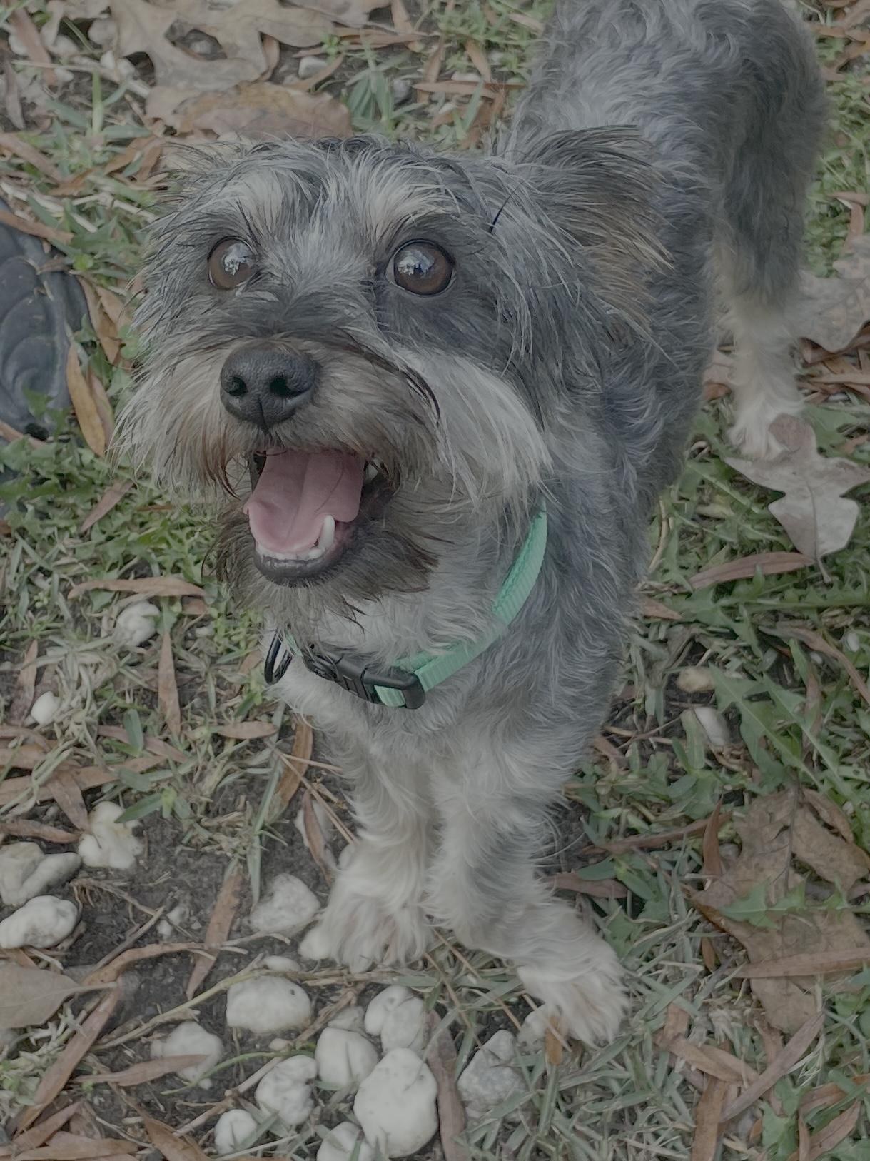 Enlarge Clark in Texarkana TX, a ADOPTABLE mixed breed in Texarkana, TX image 2/6