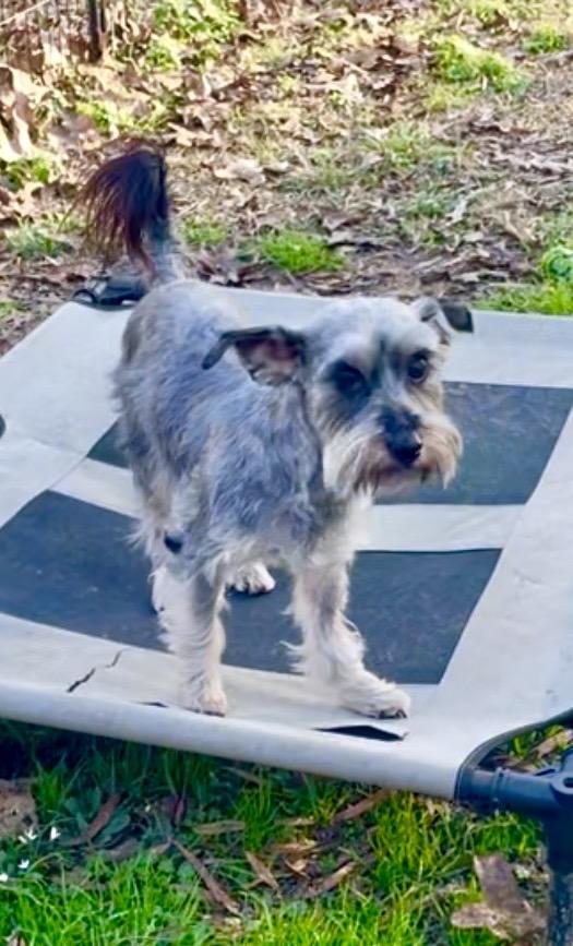 Enlarge Clark in Texarkana TX, a ADOPTABLE mixed breed in Texarkana, TX image 3/6