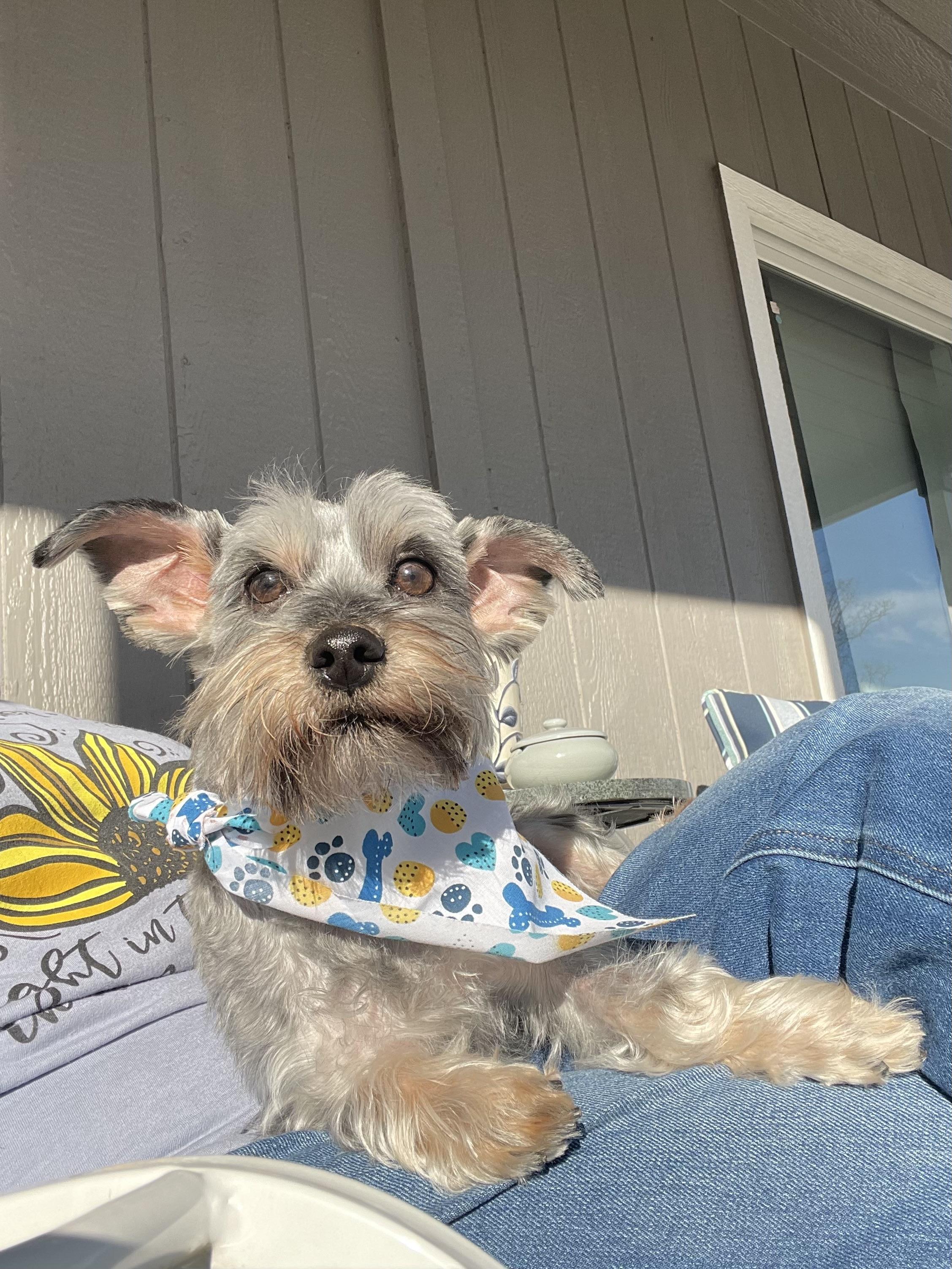 Enlarge Clark in Texarkana TX, a ADOPTABLE mixed breed in Texarkana, TX image 5/6