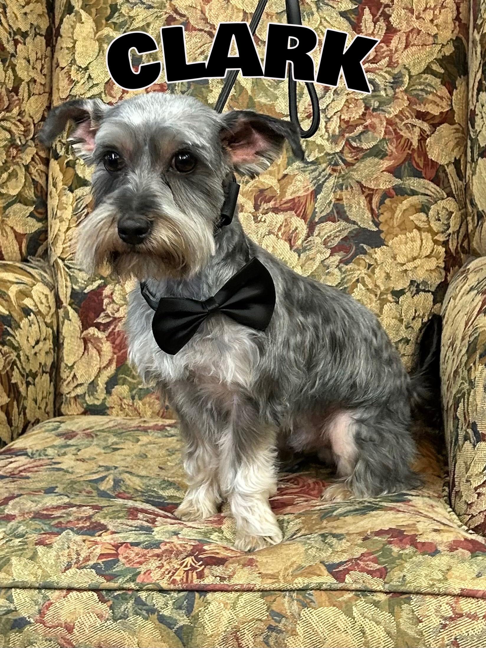 Enlarge Clark in Texarkana TX, a ADOPTABLE mixed breed in Texarkana, TX image 1/6