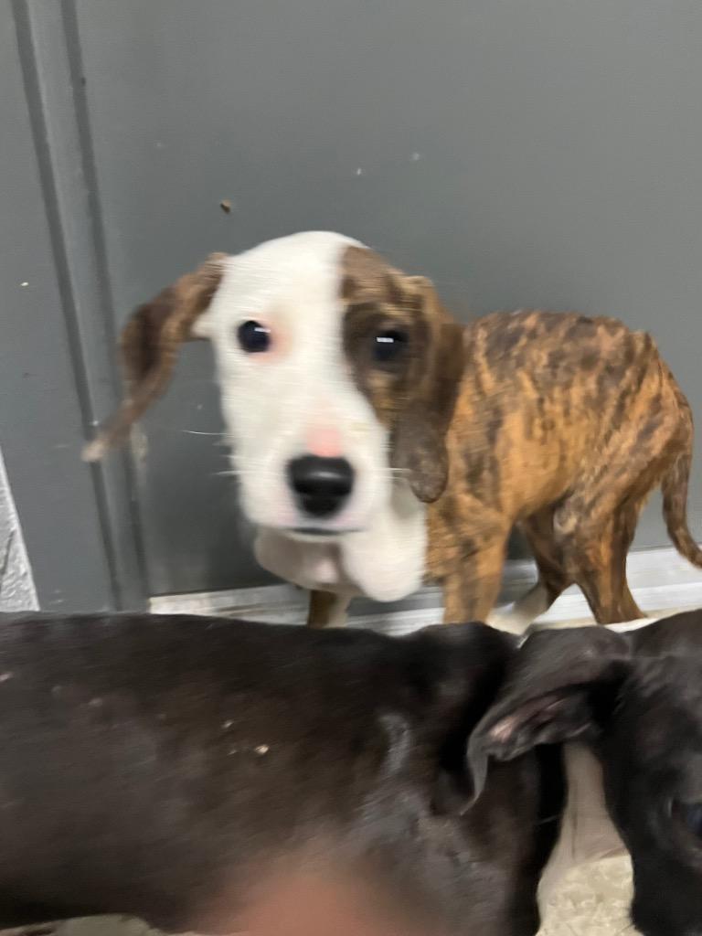 Trish, Adoptable, Puppy Female Hound & Pit Bull Terrier.