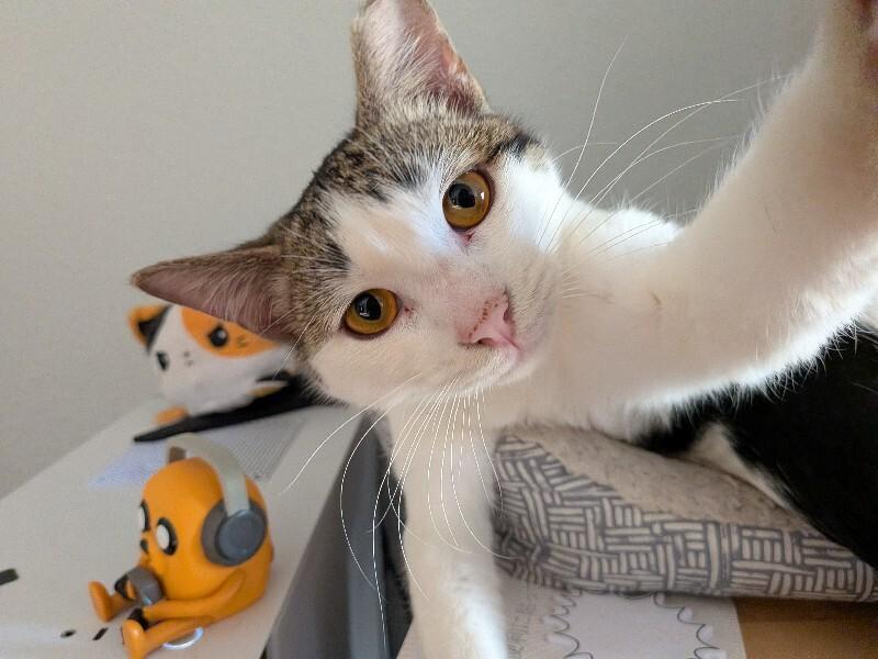 Enlarge Strawberry Peppermint, an adopted Domestic Short Hair in Fort Collins, CO image 1/6