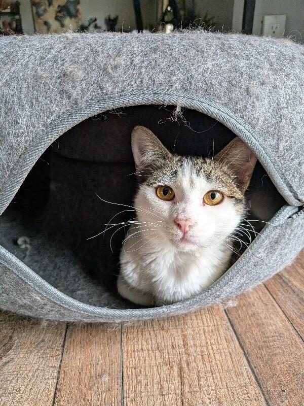 Enlarge Strawberry Peppermint, an adopted Domestic Short Hair in Fort Collins, CO image 2/6