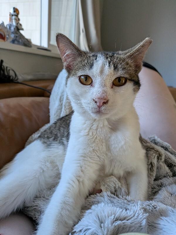 Enlarge Strawberry Peppermint, an adopted Domestic Short Hair in Fort Collins, CO image 3/6