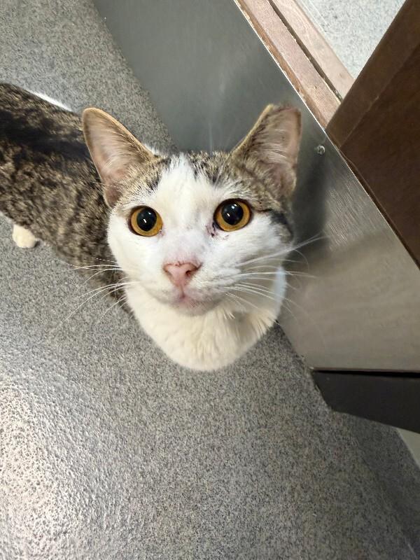 Enlarge Strawberry Peppermint, an adopted Domestic Short Hair in Fort Collins, CO image 4/6