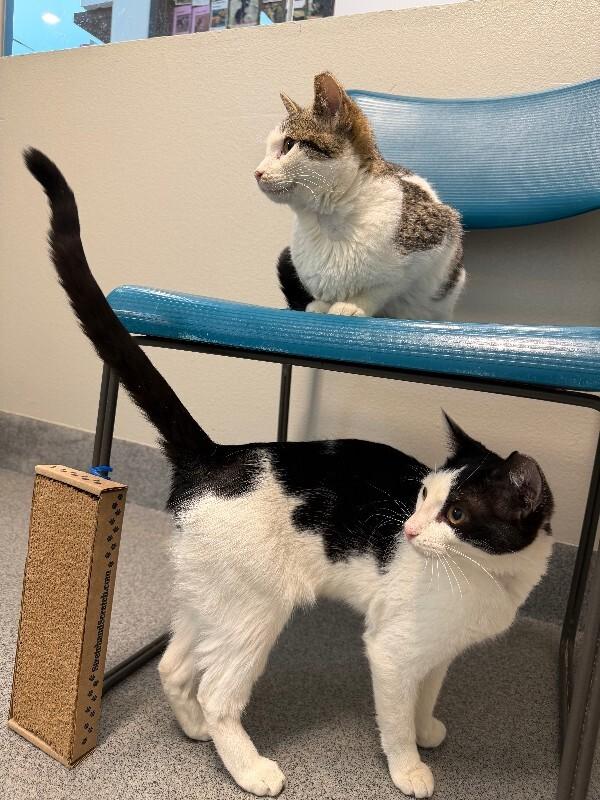 Enlarge Strawberry Peppermint, an adopted Domestic Short Hair in Fort Collins, CO image 5/6