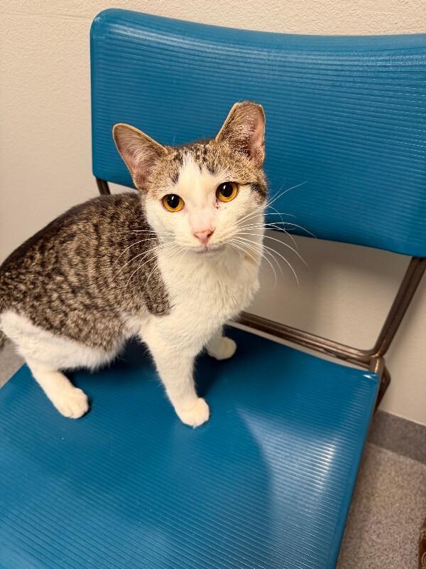 Enlarge Strawberry Peppermint, an adopted Domestic Short Hair in Fort Collins, CO image 6/6