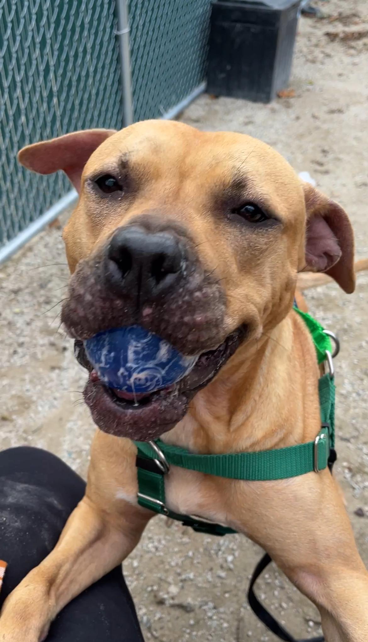 Morphius, a Adoptable mixed breed in Conshohocken, PA image 3/6