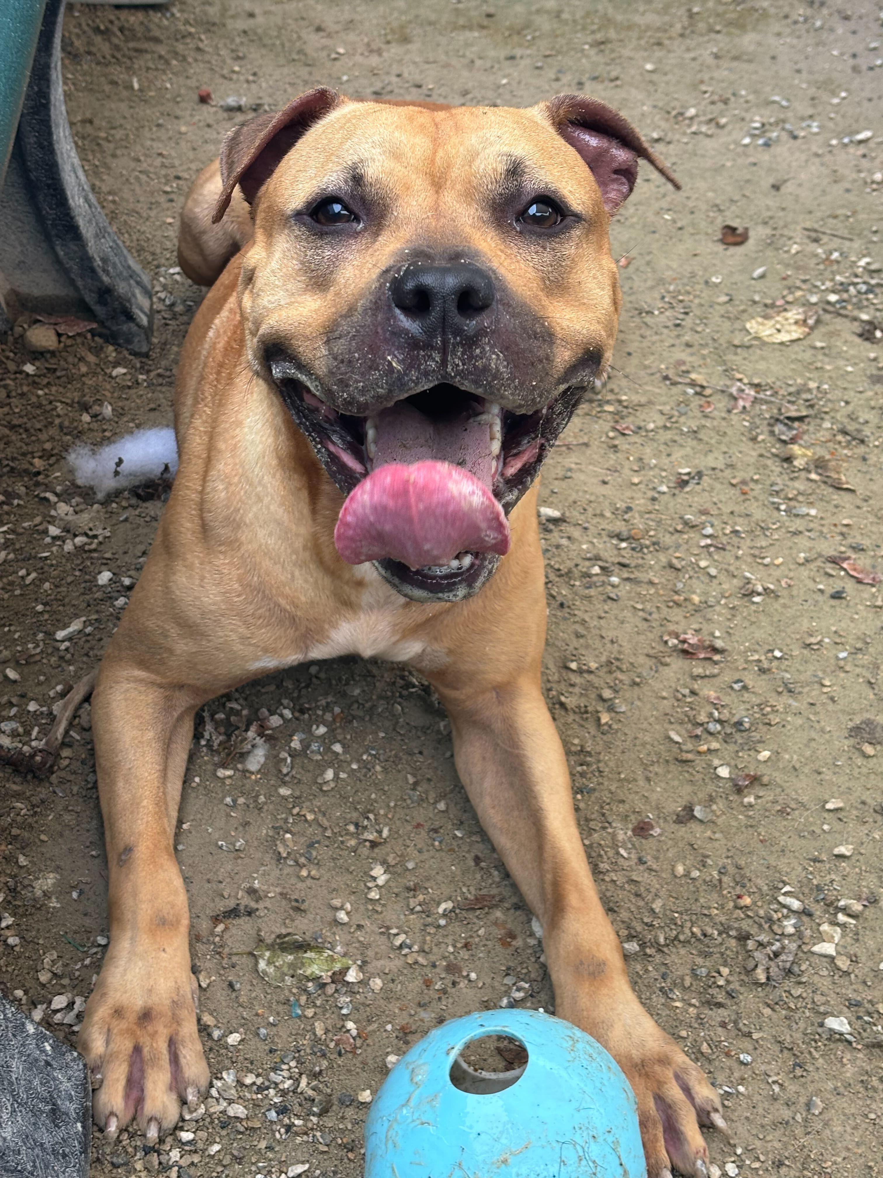 Morphius, a Adoptable mixed breed in Conshohocken, PA image 1/6