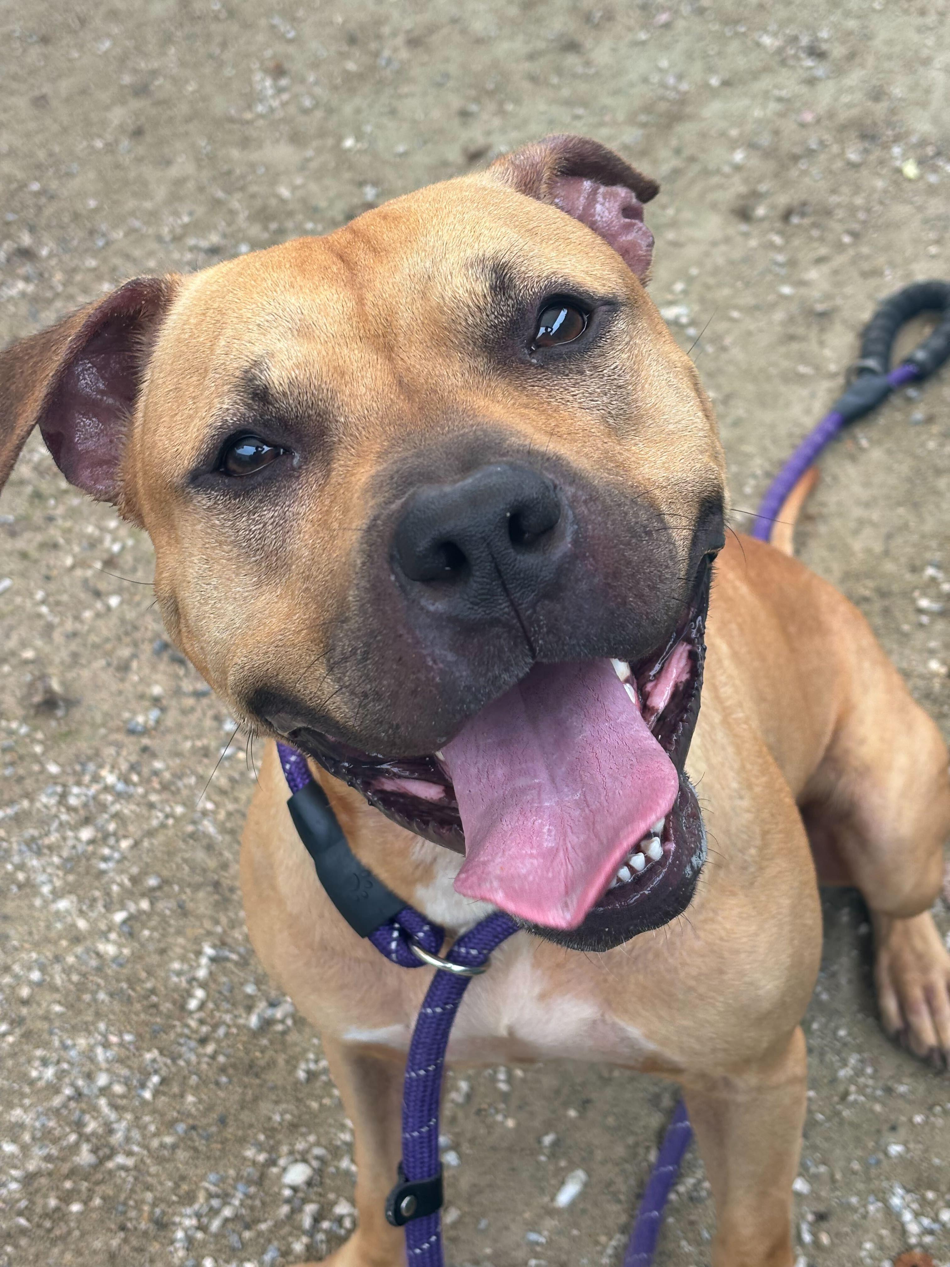 Morphius, a Adoptable mixed breed in Conshohocken, PA image 5/6