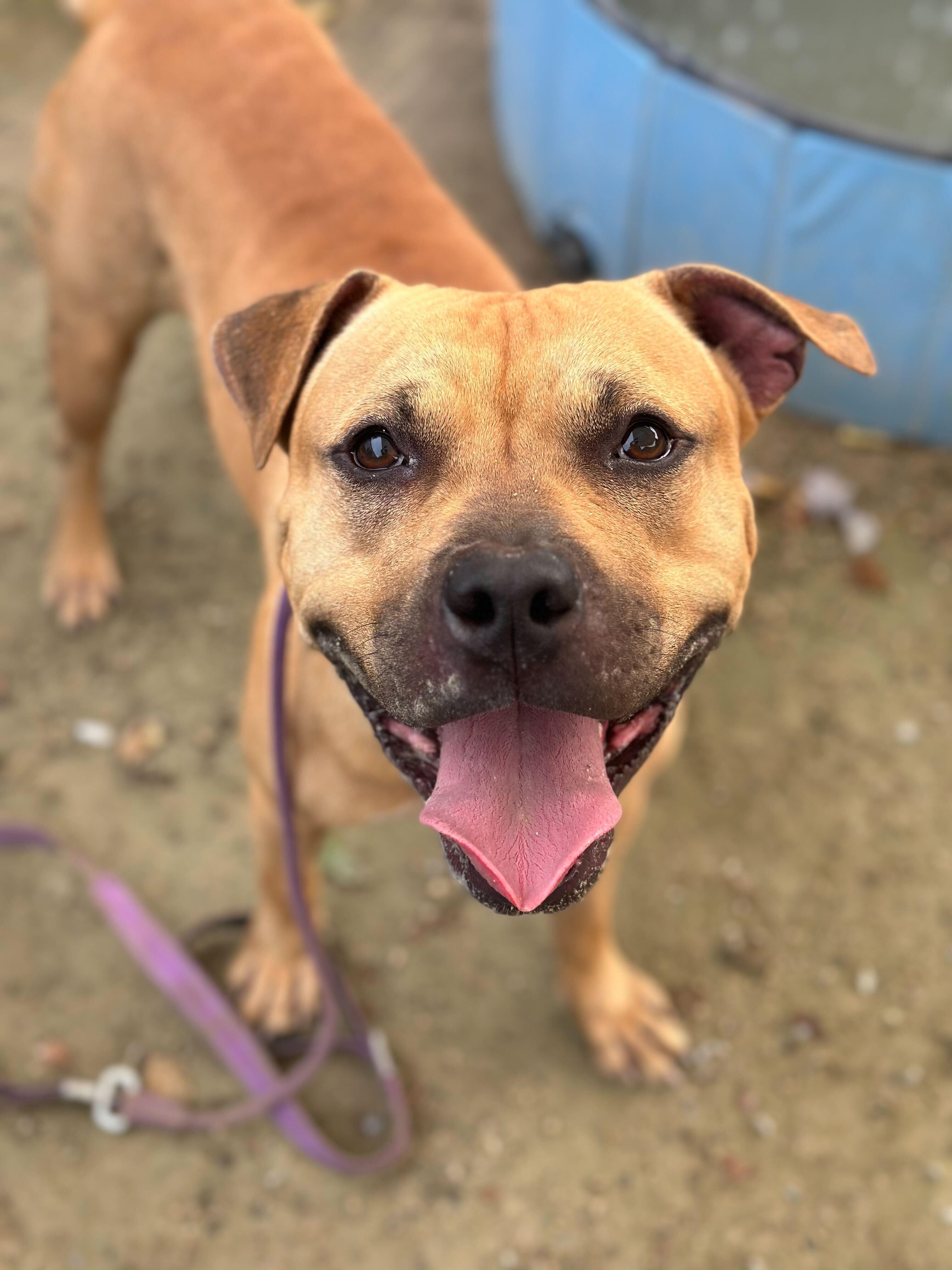 Morphius, a Adoptable mixed breed in Conshohocken, PA image 6/6