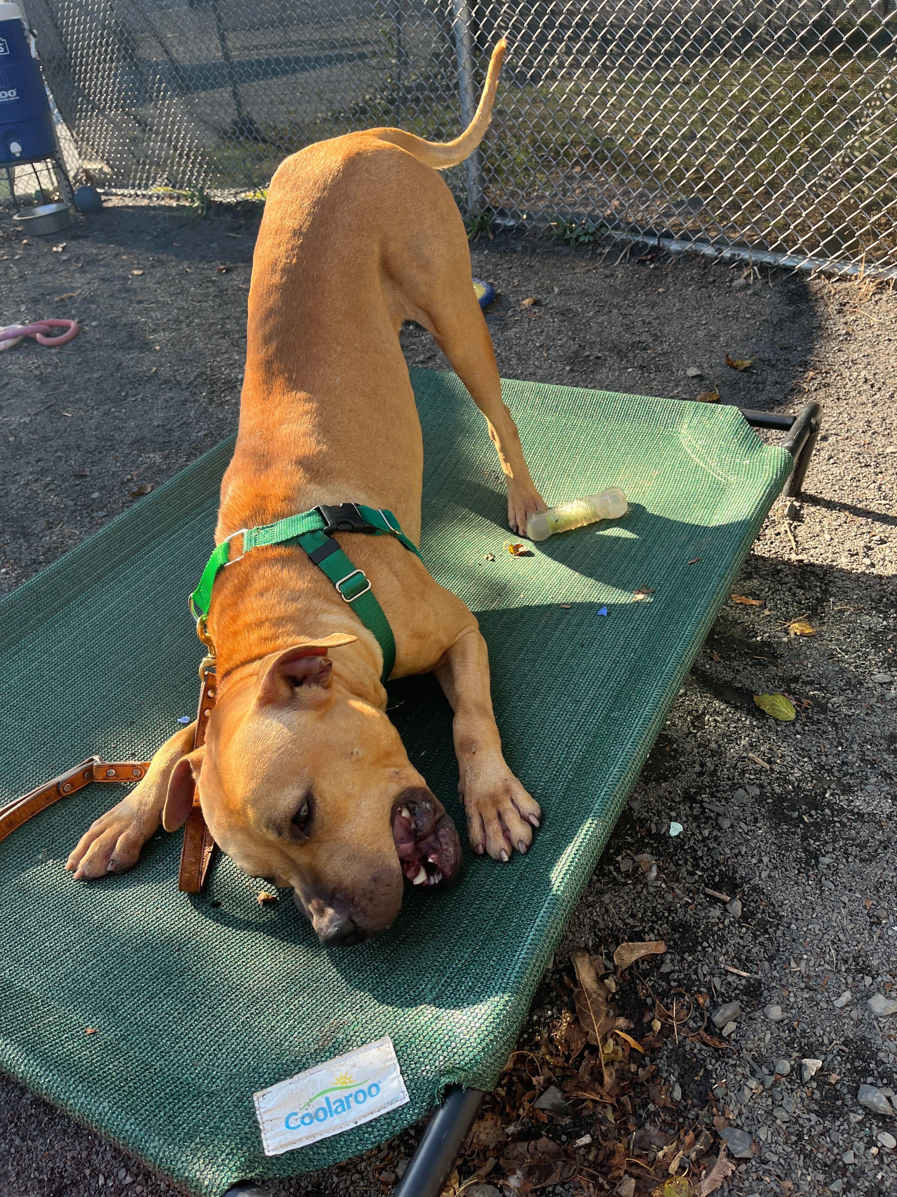 Morphius, a Adoptable mixed breed in Conshohocken, PA image 4/6