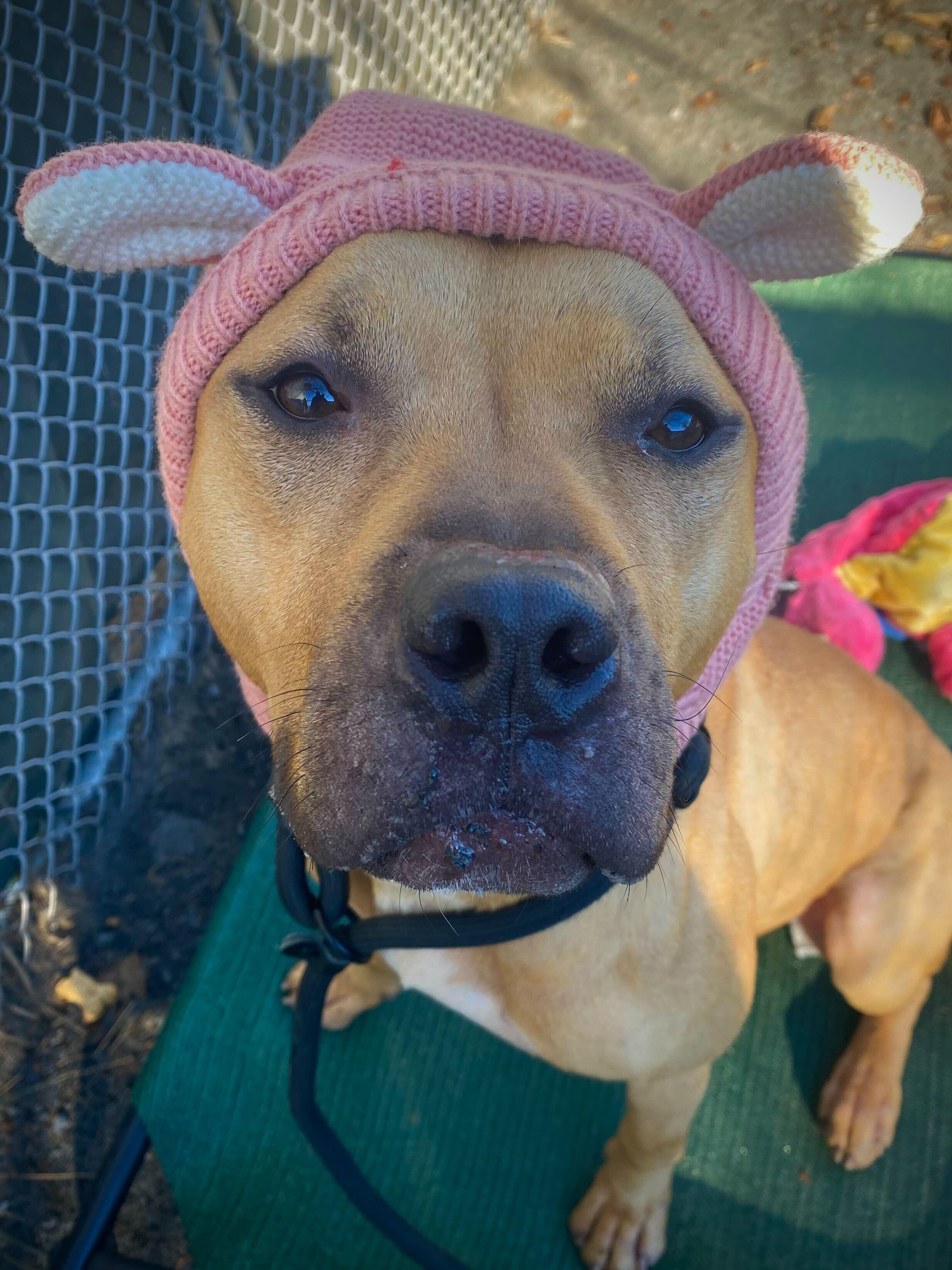 Morphius, a Adoptable mixed breed in Conshohocken, PA image 2/6