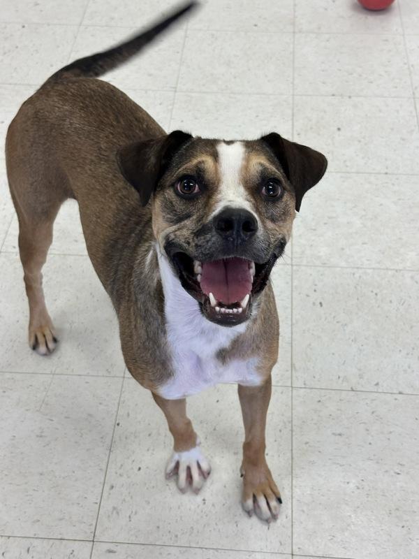 Katara, Adoptable, Adult Female Pit Bull Terrier.