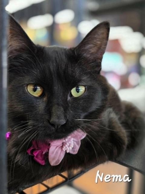 Nema , ADOPTABLE, Kitten Female Domestic Short Hair.