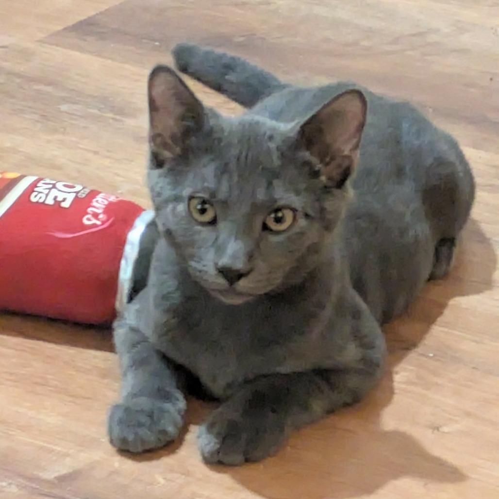 Enlarge Butterfinger, a Adoptable Domestic Short Hair in FAIRWAY, KS image 1/4