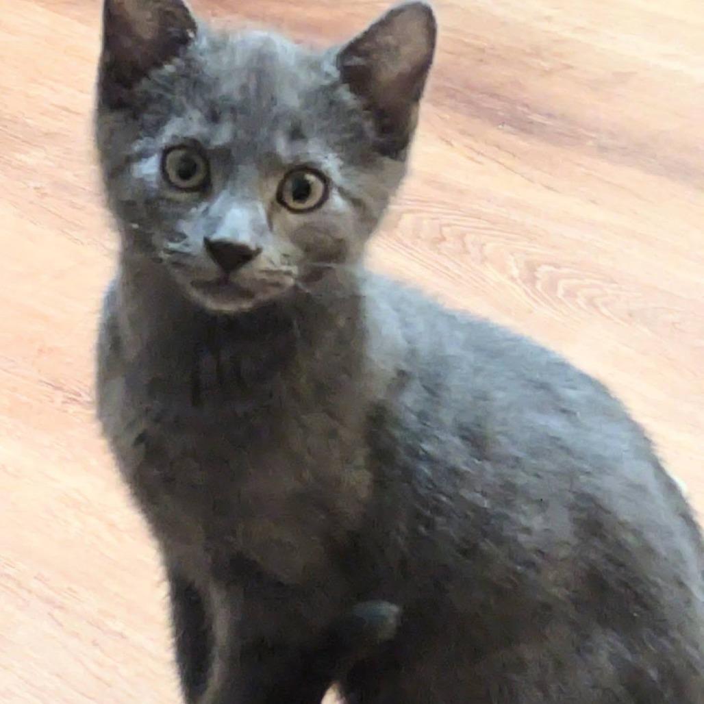 Enlarge Butterfinger, a Adoptable Domestic Short Hair in FAIRWAY, KS image 2/4