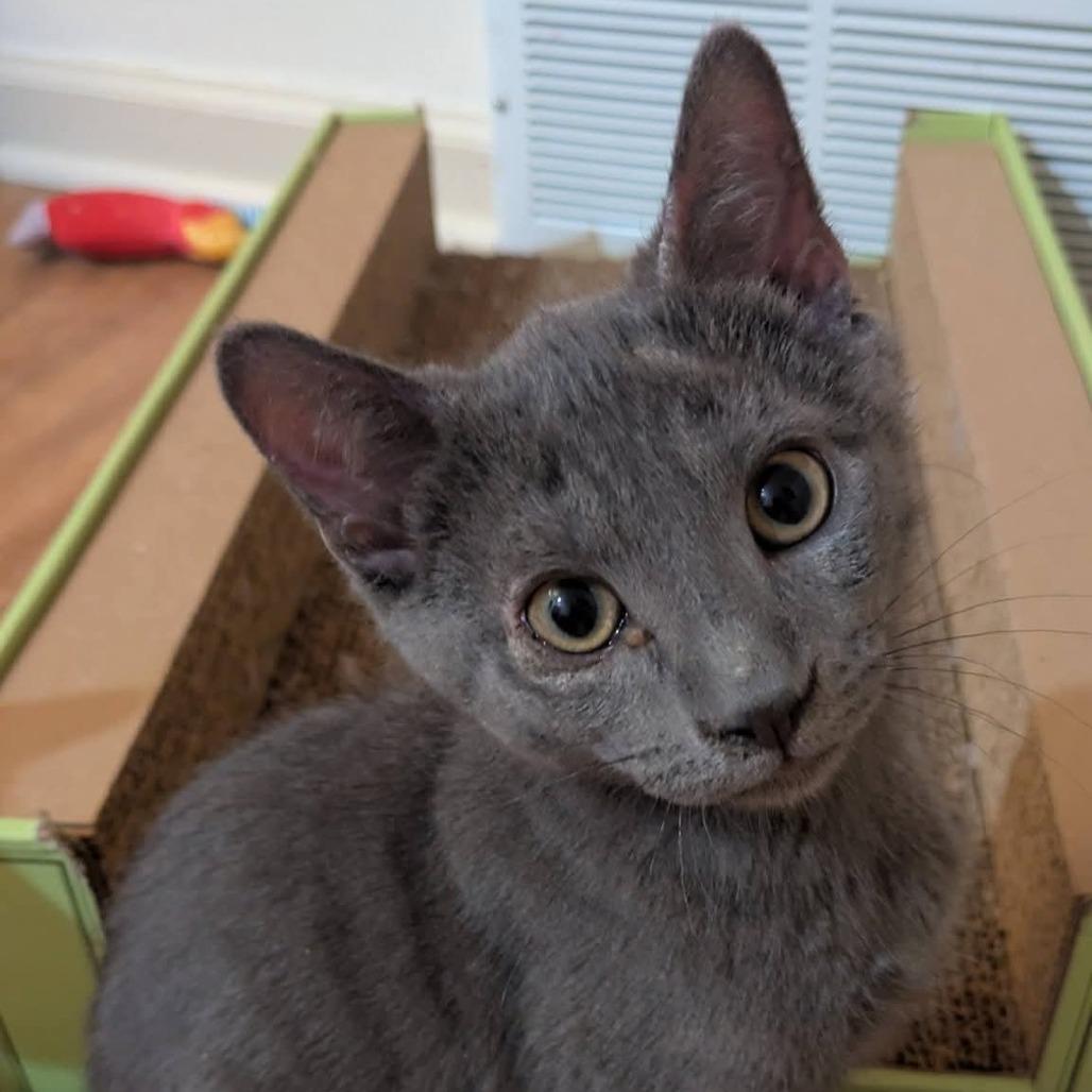 Enlarge Butterfinger, a Adoptable Domestic Short Hair in FAIRWAY, KS image 3/4