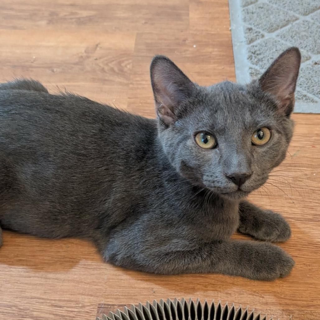Enlarge Butterfinger, a Adoptable Domestic Short Hair in FAIRWAY, KS image 4/4