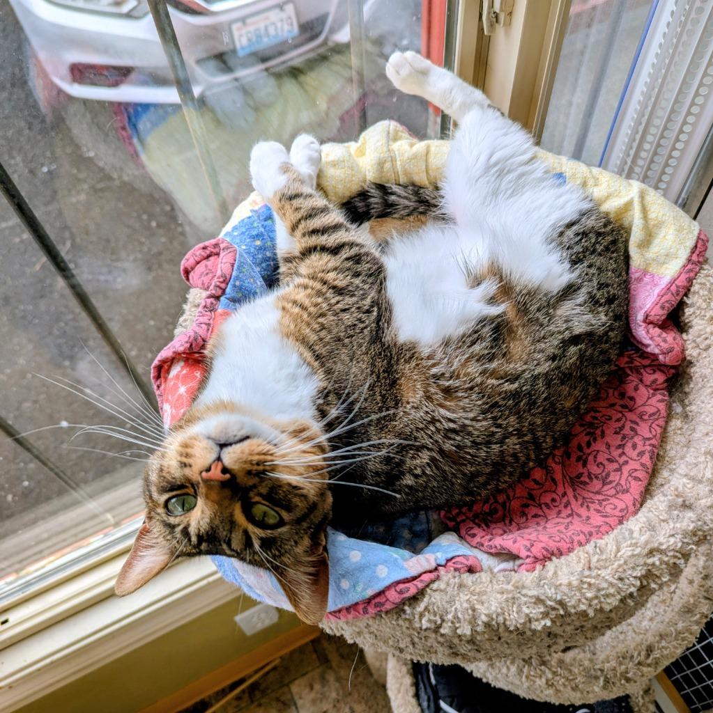 Enlarge Chipmunk, a Adoptable mixed breed in Aberdeen, WA image 2/3