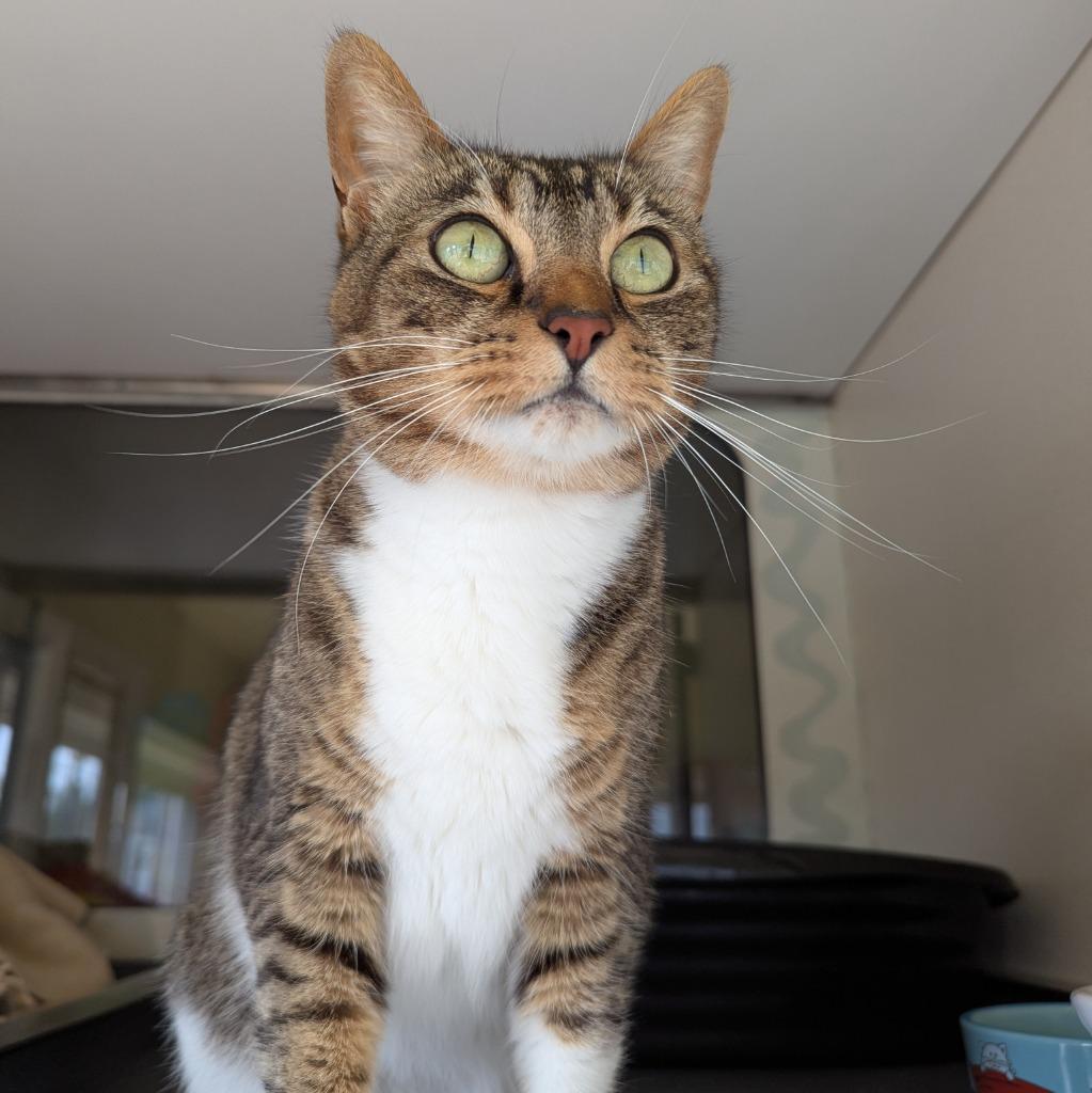 Enlarge Chipmunk, a Adoptable mixed breed in Aberdeen, WA image 3/3