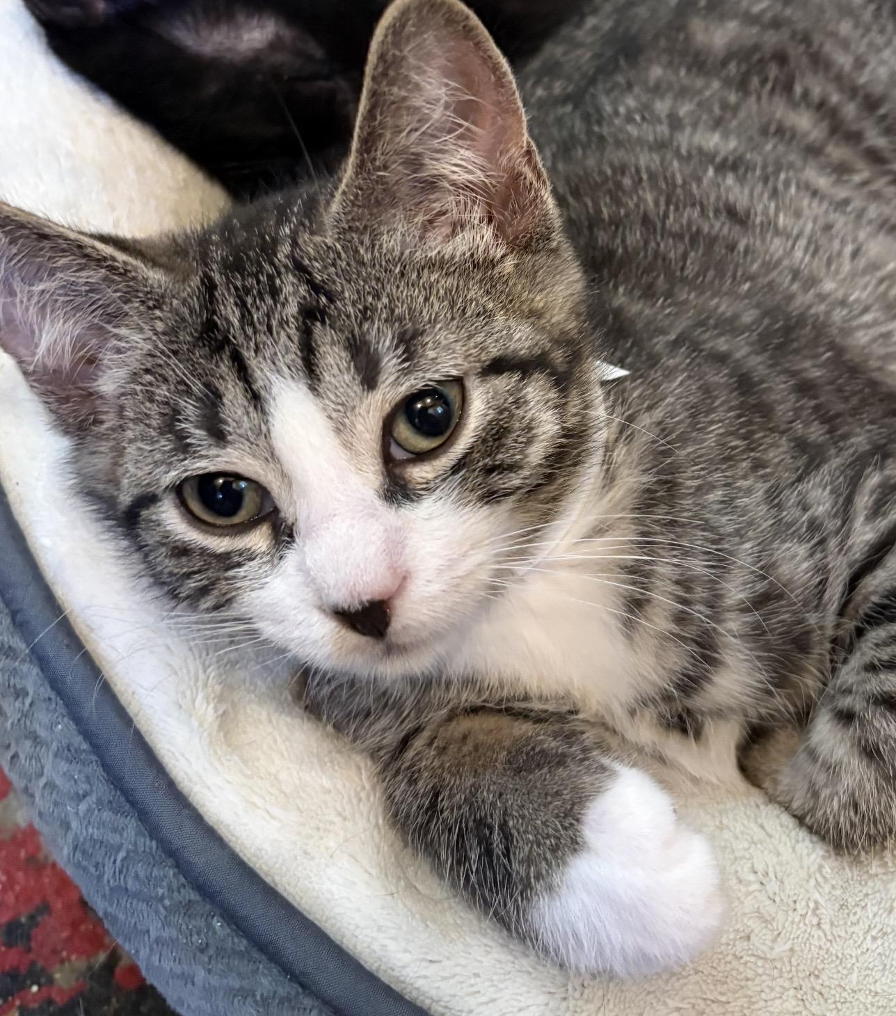 Sprinkles, Adoptable, Kitten Male Domestic Short Hair.