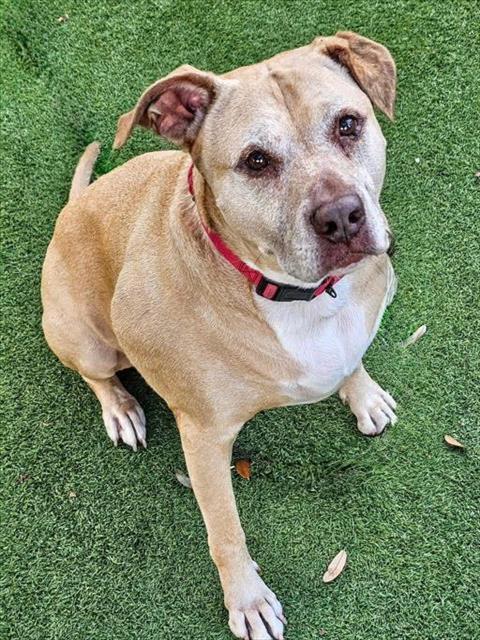 Enlarge LUX, a Adoptable Mixed Breed in Palmetto, FL image 1/1