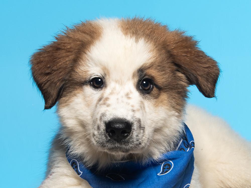 Draco, an adopted mixed breed in Union, CT image 1/5