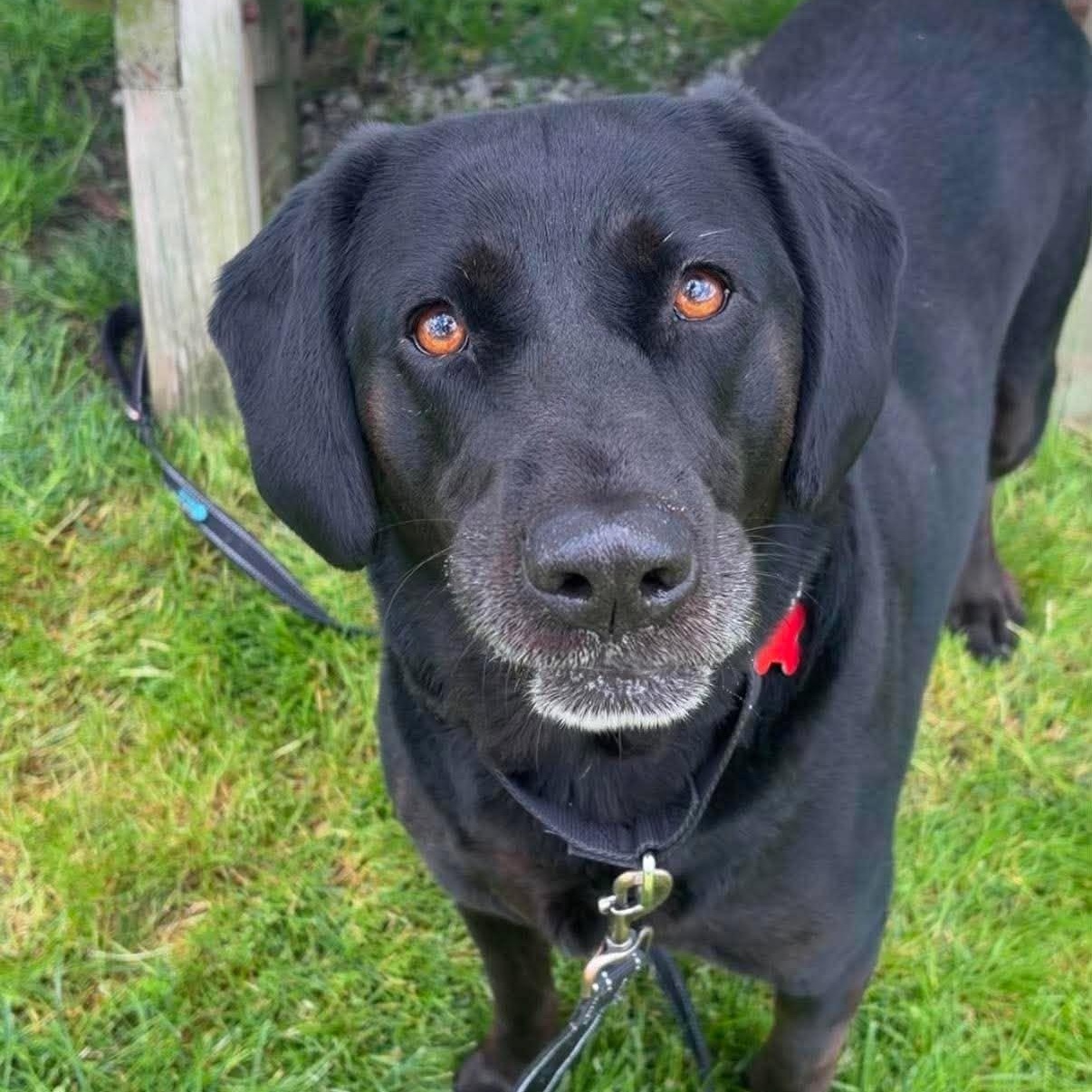 Chloe, ADOPTABLE, Adult Female Labrador Retriever.