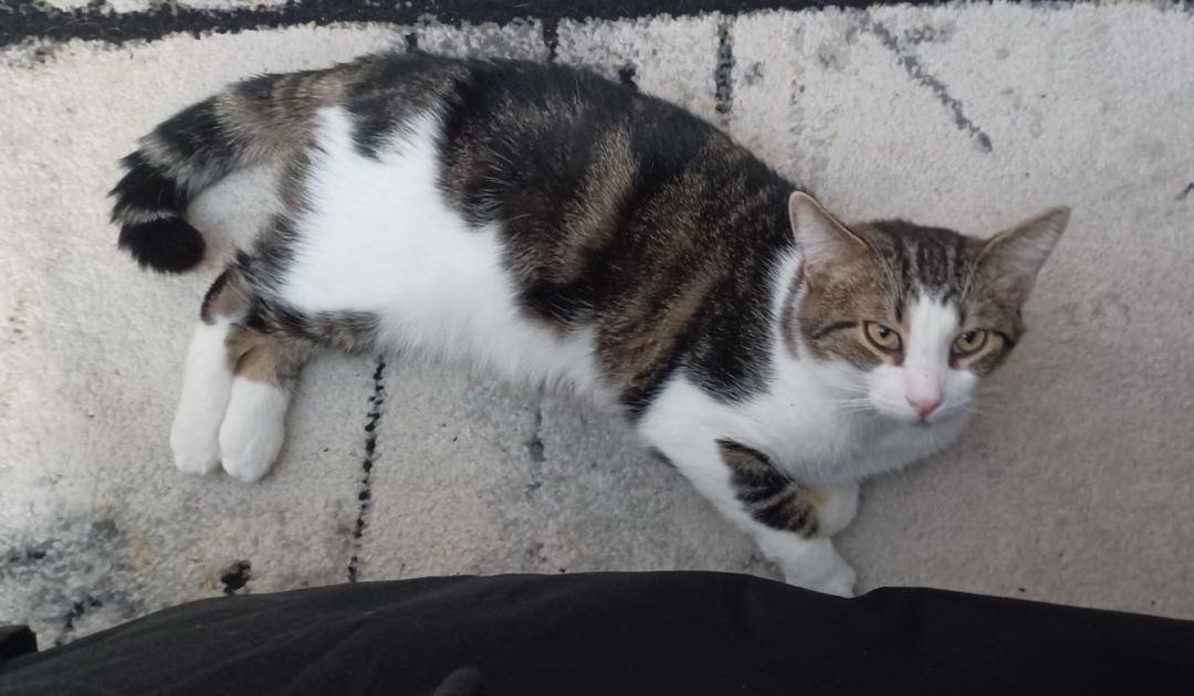 Marcel, Adopted, Young Male Manx & Domestic Short Hair.