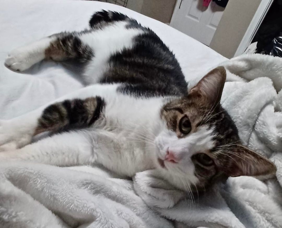 Marcel, a Adopted mixed breed in Westminster, MD image 2/6