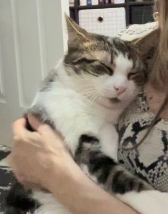 Marcel, a Adopted mixed breed in Westminster, MD image 3/6