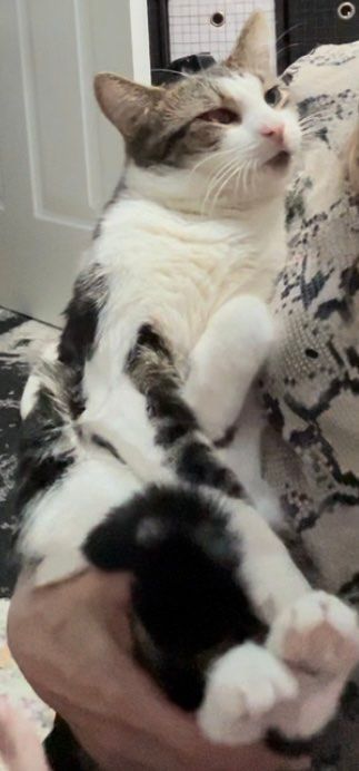 Marcel, a Adopted mixed breed in Westminster, MD image 5/6