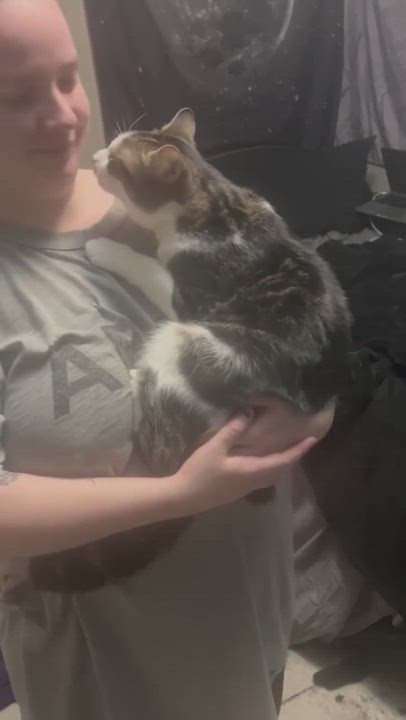 Enlarge Marcel, a Adopted mixed breed in Westminster, MD video 6/6