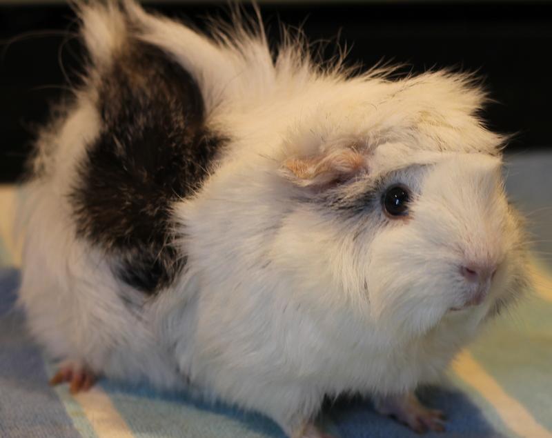 Snowball, ADOPTABLE, Adult Female Guinea Pig.