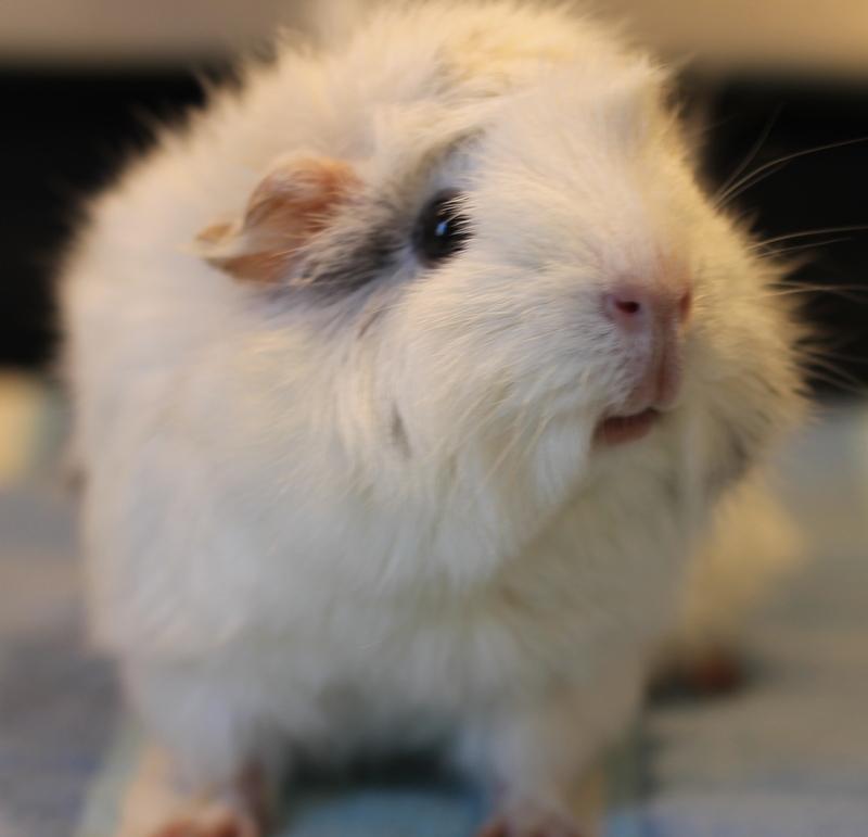 Snowball, a ADOPTABLE Guinea Pig in Budd Lake, NJ image 4/6