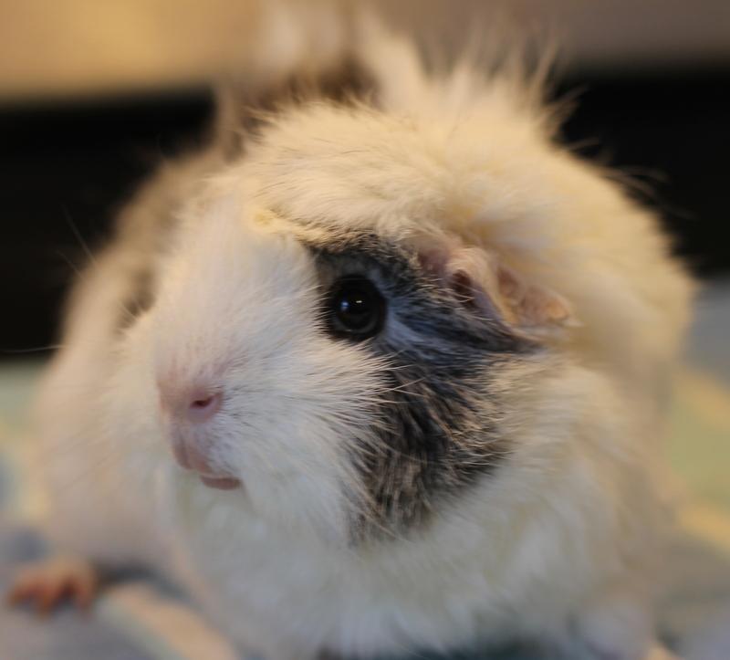 Snowball, a ADOPTABLE Guinea Pig in Budd Lake, NJ image 5/6