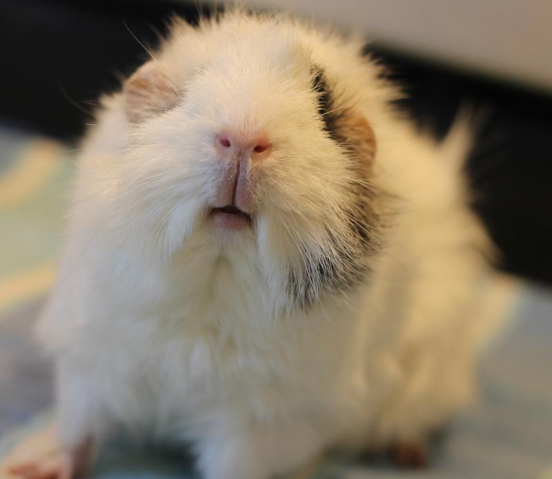 Snowball, a ADOPTABLE Guinea Pig in Budd Lake, NJ image 3/6