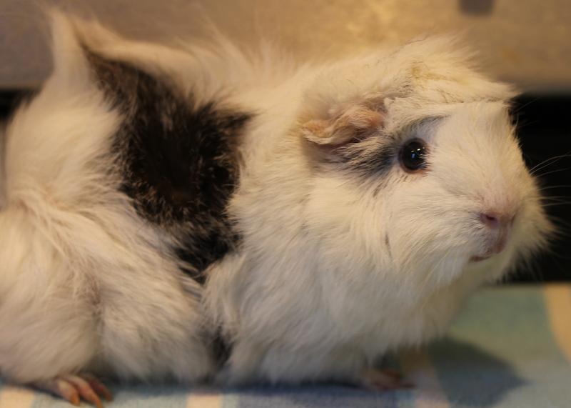 Snowball, a ADOPTABLE Guinea Pig in Budd Lake, NJ image 2/6