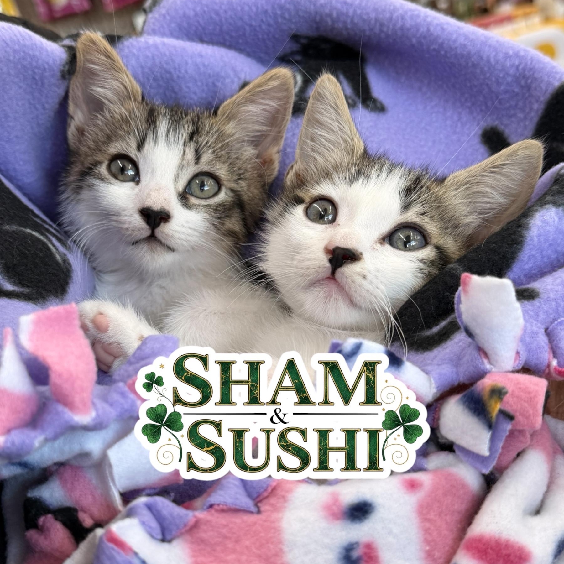 Sham & Sushi, Adoptable, Kitten Male Domestic Short Hair.