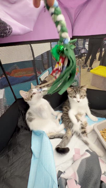 Enlarge Sham & Sushi, a Adoptable Domestic Short Hair in Boca Raton, FL video 4/6