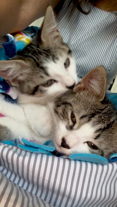 Enlarge Sham & Sushi, a Adoptable Domestic Short Hair in Boca Raton, FL video 6/6