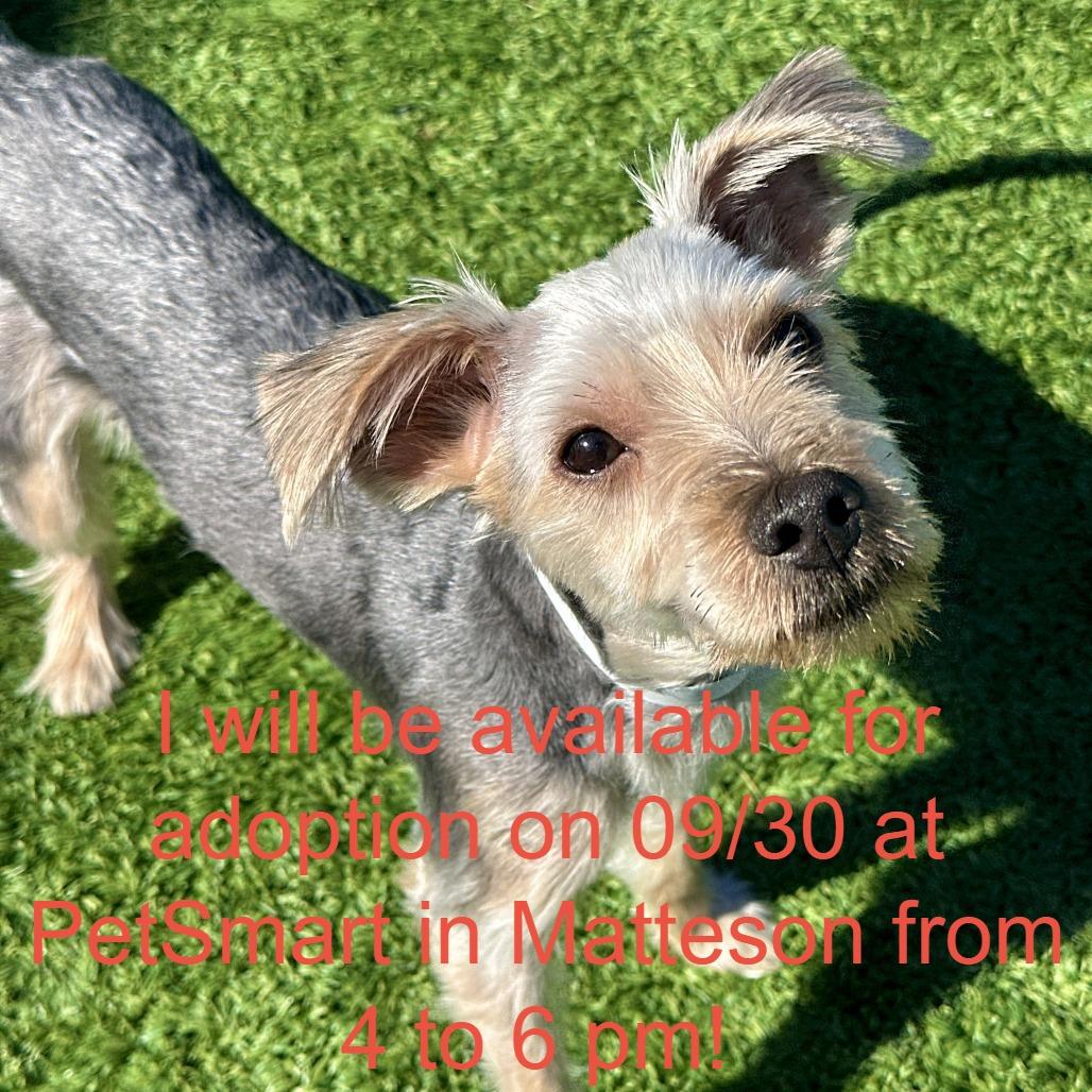 Jojo, Adoptable, Young Male Yorkshire Terrier & Schnauzer.