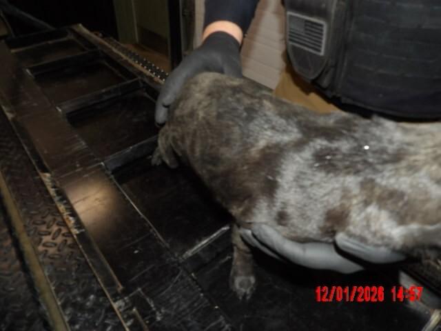 Enlarge Bunkie, a Adoptable Pug in Hobbs, NM image 1/5