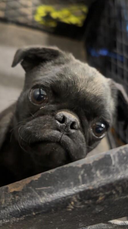 Enlarge Bunkie, a Adoptable Pug in Hobbs, NM image 3/5