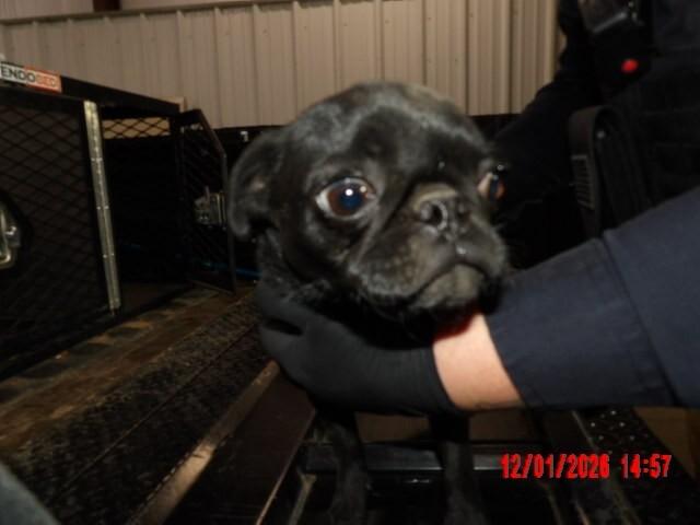 Enlarge Bunkie, a Adoptable Pug in Hobbs, NM image 4/5