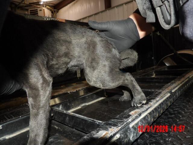 Enlarge Bunkie, a Adoptable Pug in Hobbs, NM image 5/5